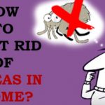 how to get rid of fleas in the house fast