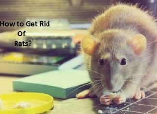How to get rid of rats