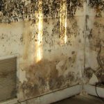 get rid of mold