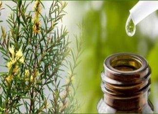 tea tree oil for lice