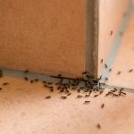 get rid of ants in the house