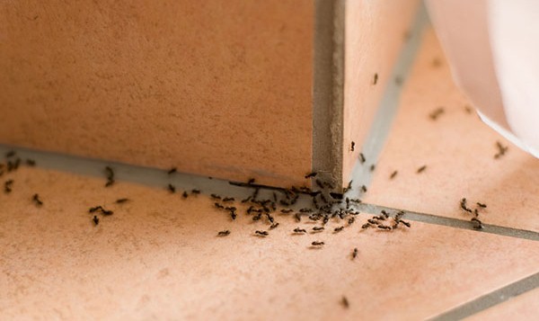 get rid of ants in the house
