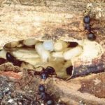 How to get rid of carpenter ants naturally