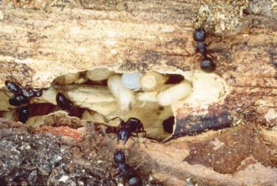 How to get rid of carpenter ants naturally