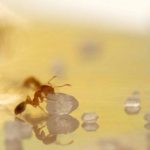 how to get rid of sugar ants naturally kill sugar ants