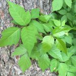 how to remove poison ivy