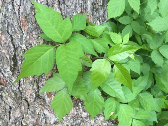 How to Kill Poison Ivy?