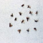 get rid of gnats