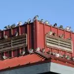 how to get rid of pigeons naturally
