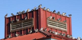 how to get rid of pigeons naturally