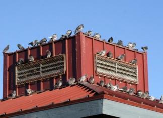 how to get rid of pigeons naturally